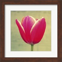 Tulip in Fuchsia I Fine Art Print