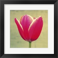 Tulip in Fuchsia I Fine Art Print