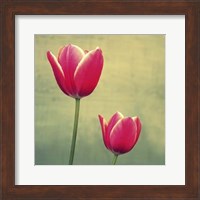 Tulip in Fuchsia II Fine Art Print