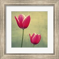 Tulip in Fuchsia II Fine Art Print