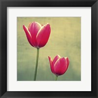 Tulip in Fuchsia II Fine Art Print