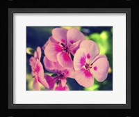 Pink Blossom II Framed Print