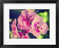 Pink Blossom II Fine Art Print