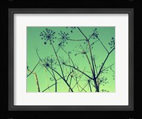 Cow Parsley I Framed Print