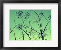 Cow Parsley I Fine Art Print