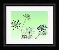 Cow Parsley II Fine Art Print