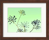 Cow Parsley II Fine Art Print