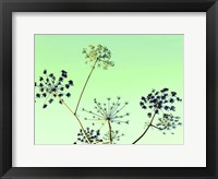 Cow Parsley II Fine Art Print