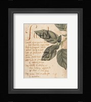 Herb Study I Fine Art Print