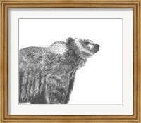 Wildlife Snapshot: Grizzly Fine Art Print