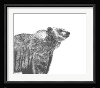 Wildlife Snapshot: Grizzly Framed Print