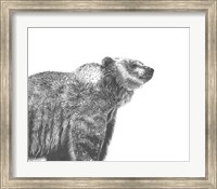 Wildlife Snapshot: Grizzly Fine Art Print