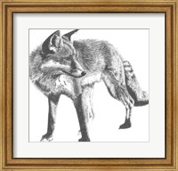 Wildlife Snapshot: Fox Fine Art Print