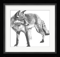 Wildlife Snapshot: Fox Fine Art Print