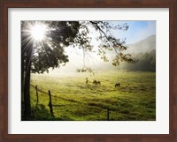 Morning Graze I Fine Art Print