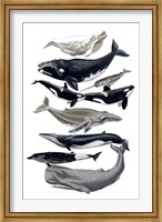 Whale Display I Fine Art Print