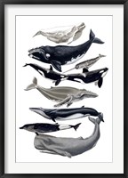 Whale Display I Fine Art Print