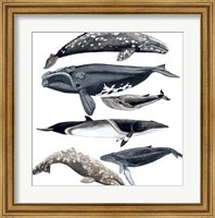 Whale Display II Fine Art Print