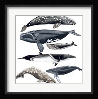 Whale Display II Framed Print