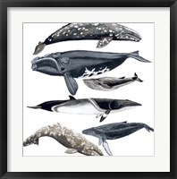 Whale Display II Fine Art Print