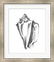 Shell Sketch I Fine Art Print