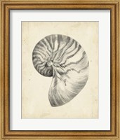 Antique Shell Study I Fine Art Print