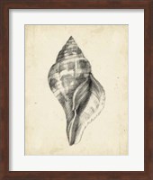 Antique Shell Study II Fine Art Print