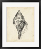 Antique Shell Study II Fine Art Print