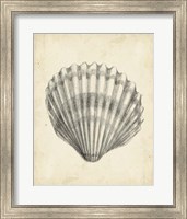 Antique Shell Study III Fine Art Print