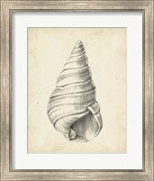Antique Shell Study V Fine Art Print