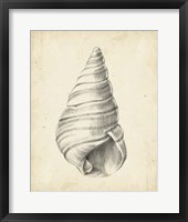 Antique Shell Study V Fine Art Print
