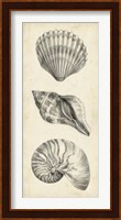 Antique Shell Study Panel I Fine Art Print