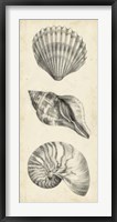 Antique Shell Study Panel I Framed Print