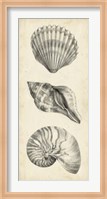 Antique Shell Study Panel I Fine Art Print