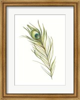 Watercolor Peacock Feather I Fine Art Print