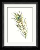 Watercolor Peacock Feather I Framed Print
