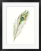 Watercolor Peacock Feather II Framed Print