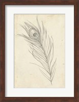Peacock Feather Sketch I Fine Art Print