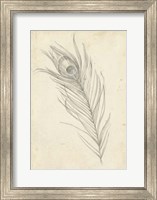 Peacock Feather Sketch I Fine Art Print