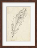 Peacock Feather Sketch II Fine Art Print