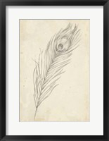 Peacock Feather Sketch II Fine Art Print