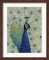 Blue Peacock I Fine Art Print