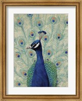 Blue Peacock II Fine Art Print