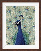 Blue Peacock II Fine Art Print