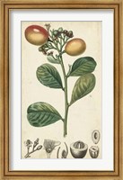 Exotic Fruits II Fine Art Print
