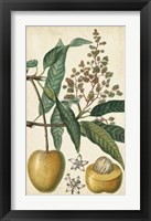 Exotic Fruits III Fine Art Print