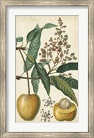 Exotic Fruits III Fine Art Print