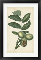 Exotic Fruits IV Fine Art Print