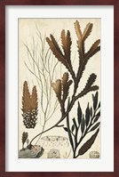 Turpin Seaweed I Fine Art Print