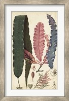 Turpin Seaweed II Fine Art Print